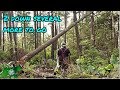 Felling trees and removing tree stumps