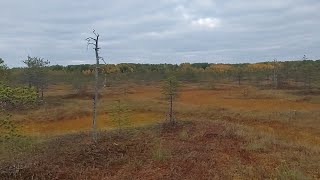 Поездка на каракатах за клюквой!