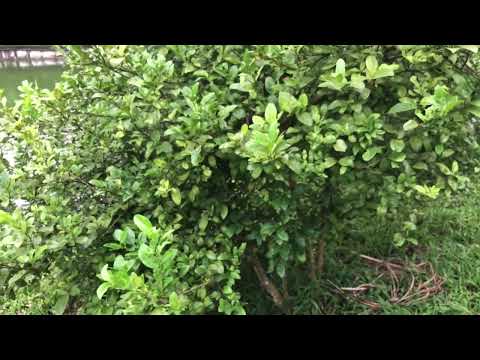 Video Cây Chanh vườn nhà, tốt xum xuê - youtube