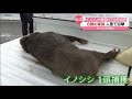 イノシシ“大雪”で人里に…ケガ人も 新潟(動物愛誤)(人身被害)(經濟損害)(アニマルホーダー.動物囤積症.Animal Hoarding)(豚コレラ.豚熱.豬瘟.CSF)(トキソプラズマ症)