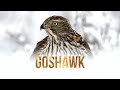 WILDLIFE PHOTOGRAPHY With Nikon Z6 || Goshawk | Tamron 150-600 VS Nikon 200-500