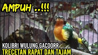 kolibri wulung gacor