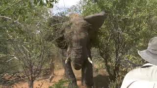 Elephant Charge Hunting Botswana - We nearly died