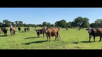 RAISING BEEF CATTLE FOR BEGINNERS – Intro to My Cattle Operation