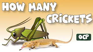 How Many Crickets To Feed Bearded Dragons