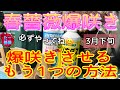 薔薇の成長スピードUP【春薔薇爆咲き】Part②🌹3月下旬から😊これで爆咲き間違いないです🌹🌹🌹