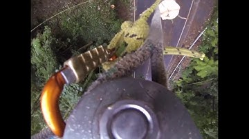 Speedline Tree Removal Techniques Ace Tree Service