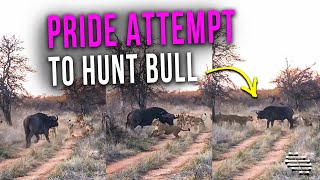 A Huge Lion Pride Attempt to Hunt a Full Grown Buffalo Bull