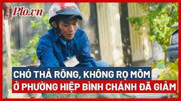 Chó thả rông, không rọ mõm trên địa bàn phường Hiệp Bình Chánh đã giảm - PLO