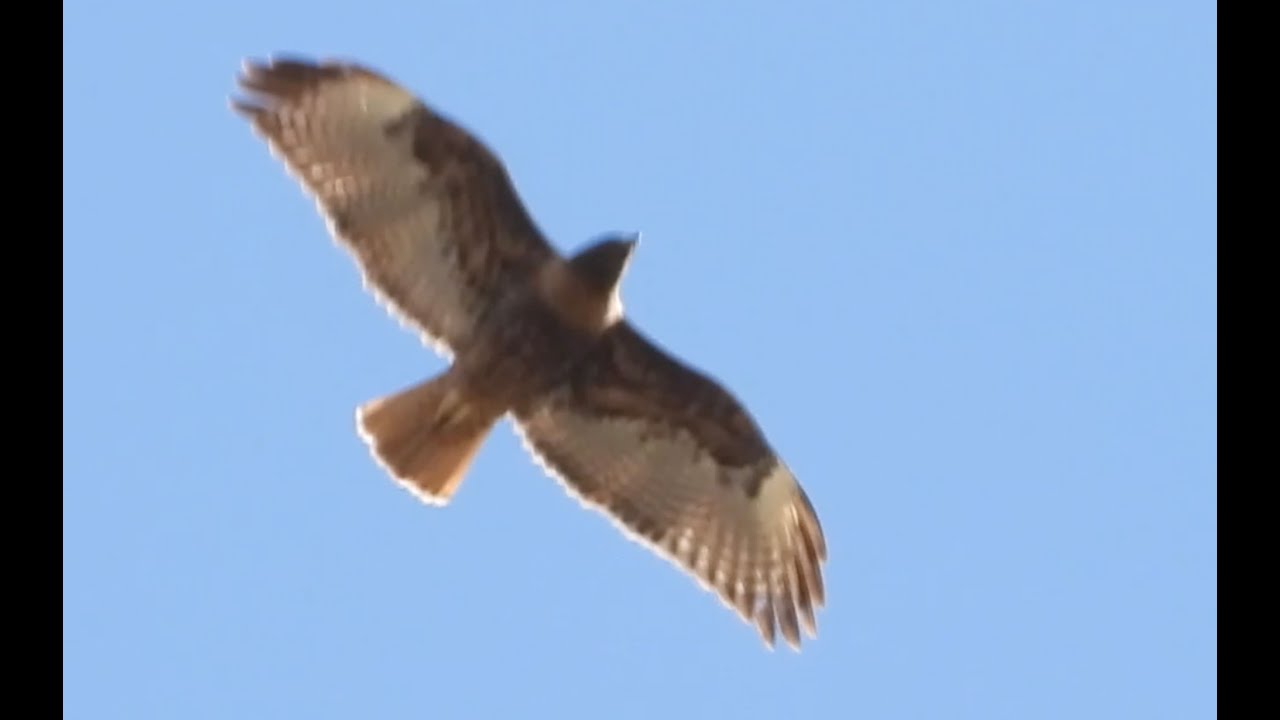 Lone dark morph red-tailed hawk transits above circling resident pairs ...