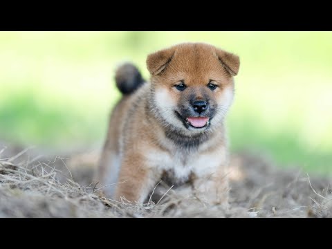 赤柴犬様×4 赤柴犬様×4 飼い主様決定の子犬 ID4137赤メス | 【柴犬.net】