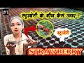 How To Grow स्ट्राबेरी कैसे उगाए🍒 || krishna rajpoot || all arts with Krishna