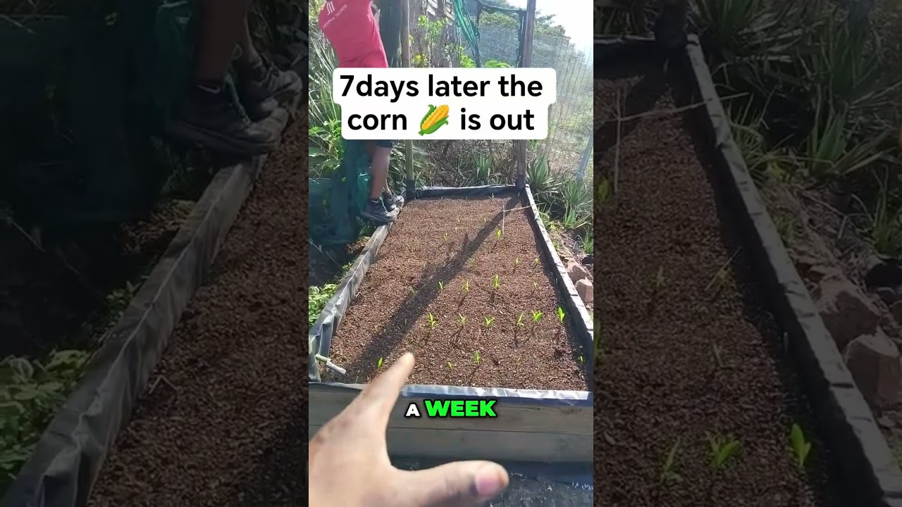 Cone's Hidden Week: Crazy Discovery with My Brother! 