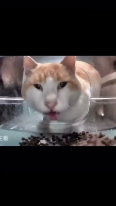 Kucing jahe makan sambil menatap kamera #meme #fyp