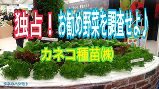 [Recommended!] Spring Cultivation Varieties (Kaneko Seed Co., Ltd. Edition) - Hashimoto Seeds