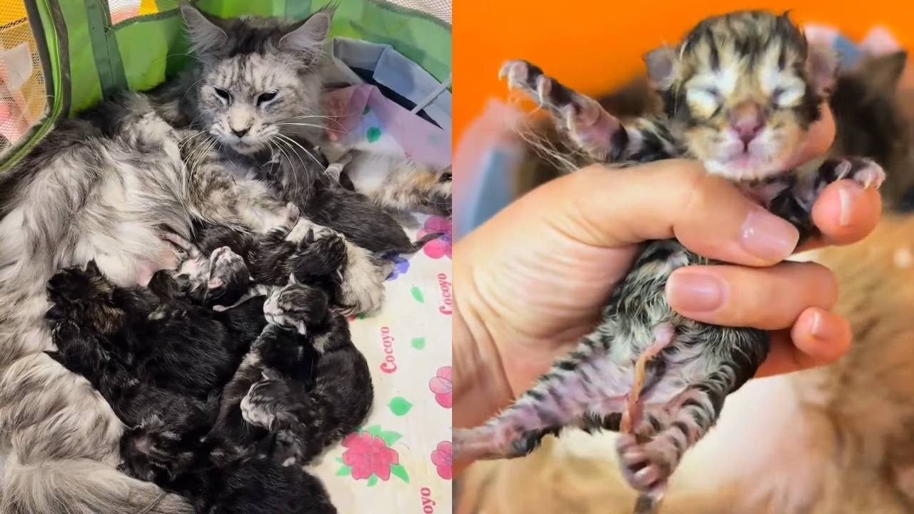 荒唐的事儿来了！绝育的猫竟然突然生了？但是这孩子怎么这么像......?!