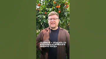 Какие ягоды и фрукты растут в Сочи?
