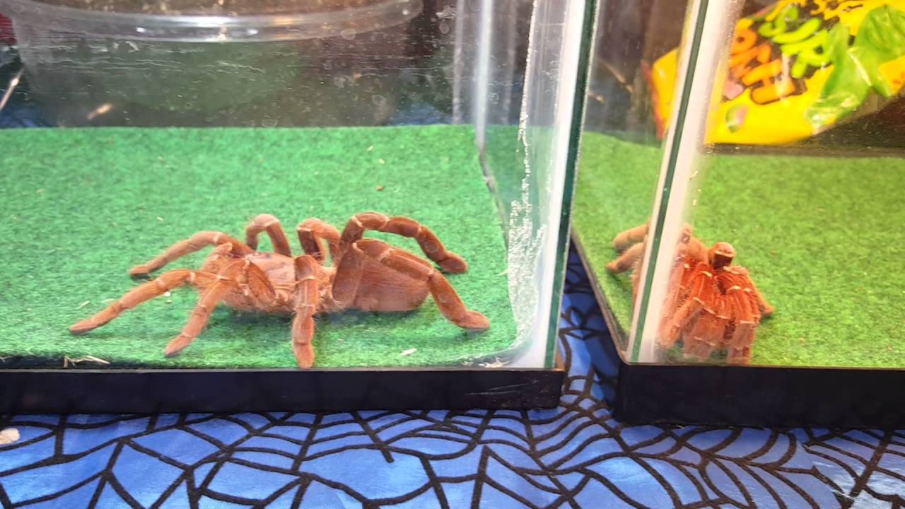 TAYLOR MICHIGAN SHOW/ REPTILE Expo Episode 7 - YouTube