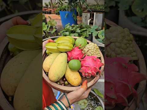 fruits harvesting in my garden #fruits #mygarden #homegarden #gardening #shorts #viralvideo #garden