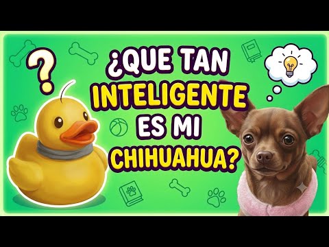 ¿Que tan inteligente es mi Chihuahua? | @Galltita2