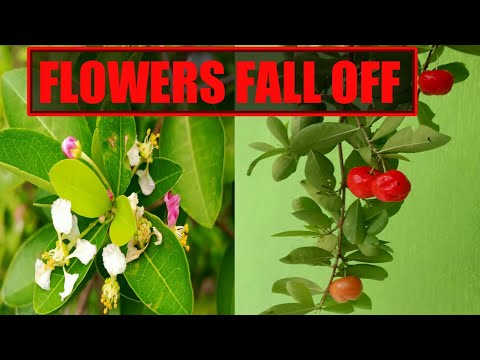 वीडियो: फूल आने के बाद चेरी सूख जाती है - क्या कारण हैं?