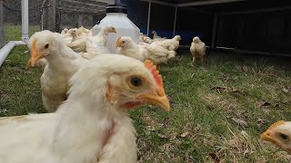 Moving Our Meat Chickens To Pasture - Part 2