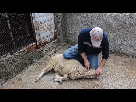 Video: Kuzu Nasıl Kesilir