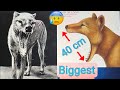 The most dangerous animal to humans, if not extinct😰Giant mouth🥶