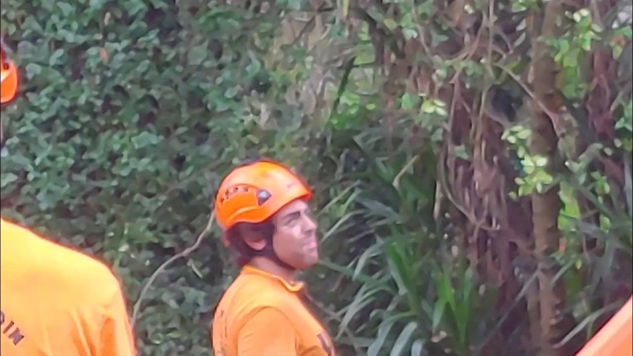 Yeah Trees 4900 lbs YouTube