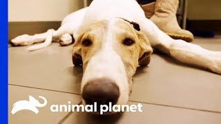 Dr. Blue Meets 'The Unicorn Of The Vet World'  An Adorable Greyhound Pup! | The Vet Life