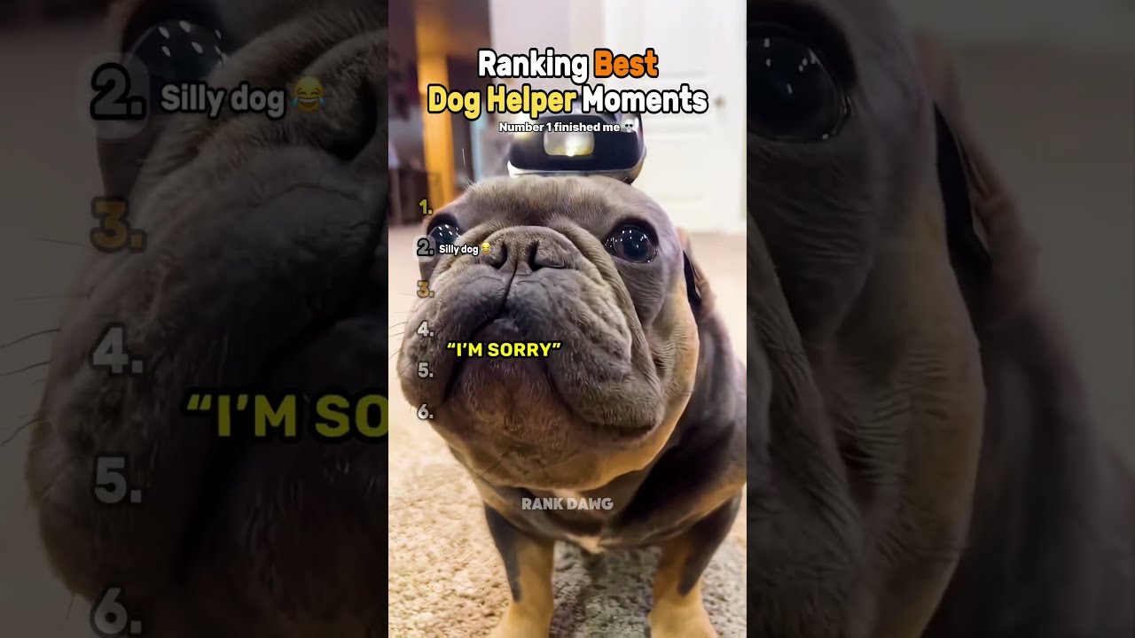 Ranking Best Dog Helper Moments 🆘
