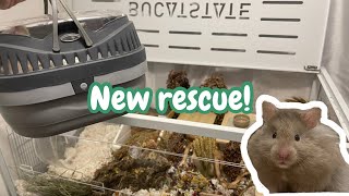 Adorable new rescue hamster !