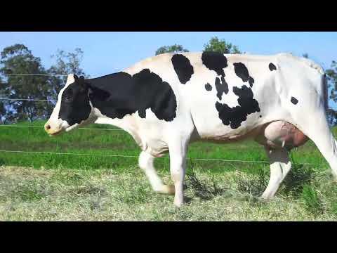 LOTE 31 RICCA VIVA 7076 ELKHART