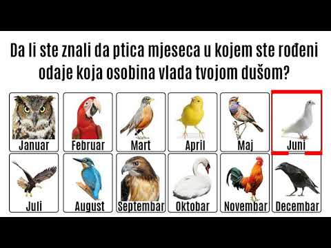 Video: Koliko žive Zaljubljene Ptice?