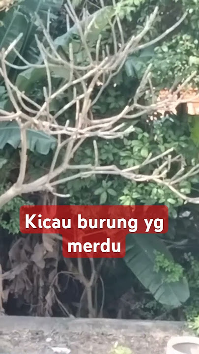 Kicau burung merdu #birds #birdsong #nature #birdsingingmusic #animals #birdrelaxingmusic #wildlife