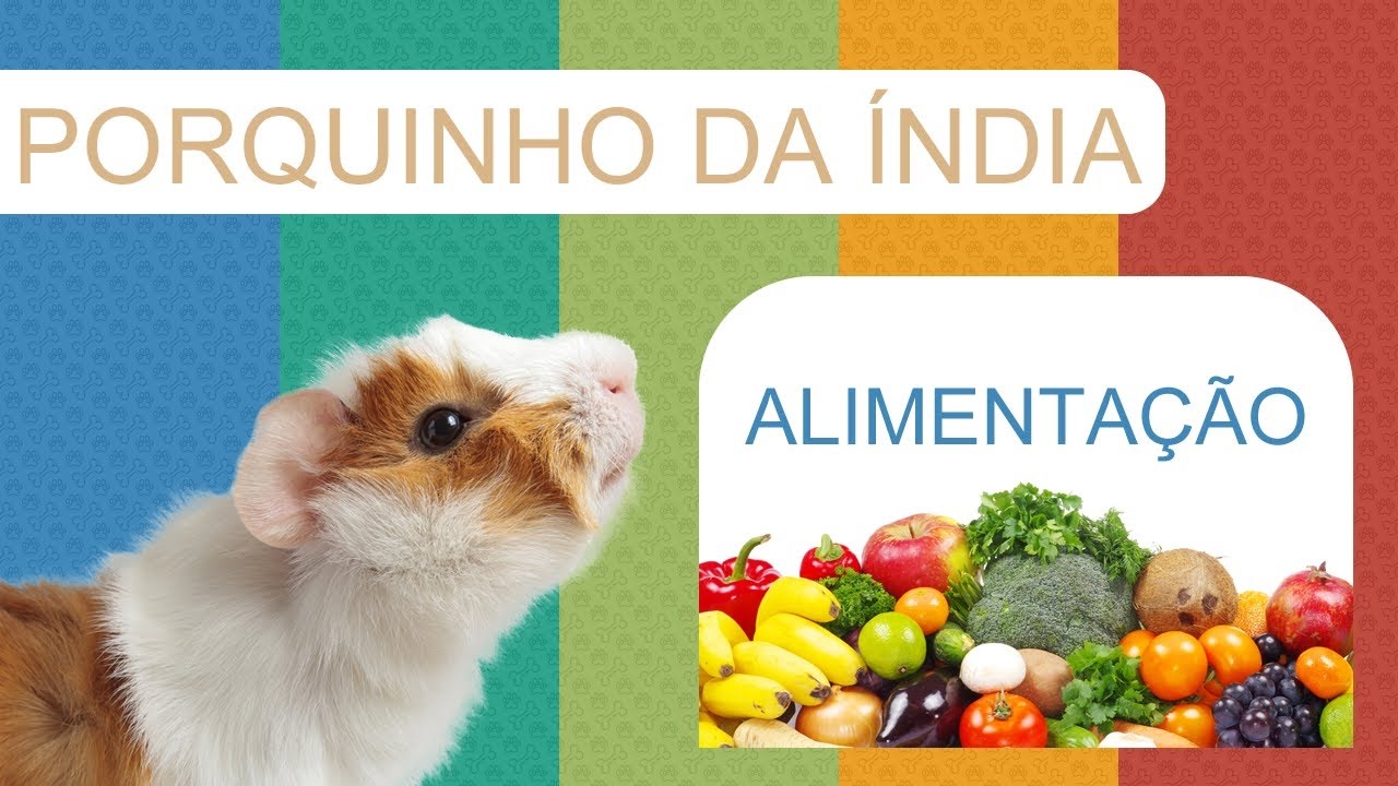 Porquinho Da Índia Alimentação Completa YouTube Porquinho Da Índia Alimentação Completa YouTube