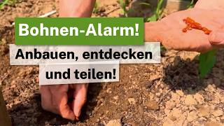 World Pulses Day Become A Bean Researcher The Increase Project