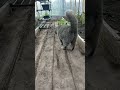 Нападение🪲#Фединыбудни#юмор#кот#cat