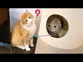 兄猫が気になって様子を見る末っ子猫
