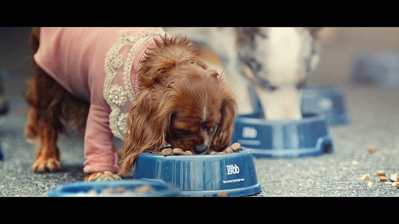 Labb - Hundeopprøret