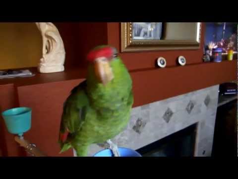 our-pet-amazon-green-cheeked-parrot-talking-and-whistling