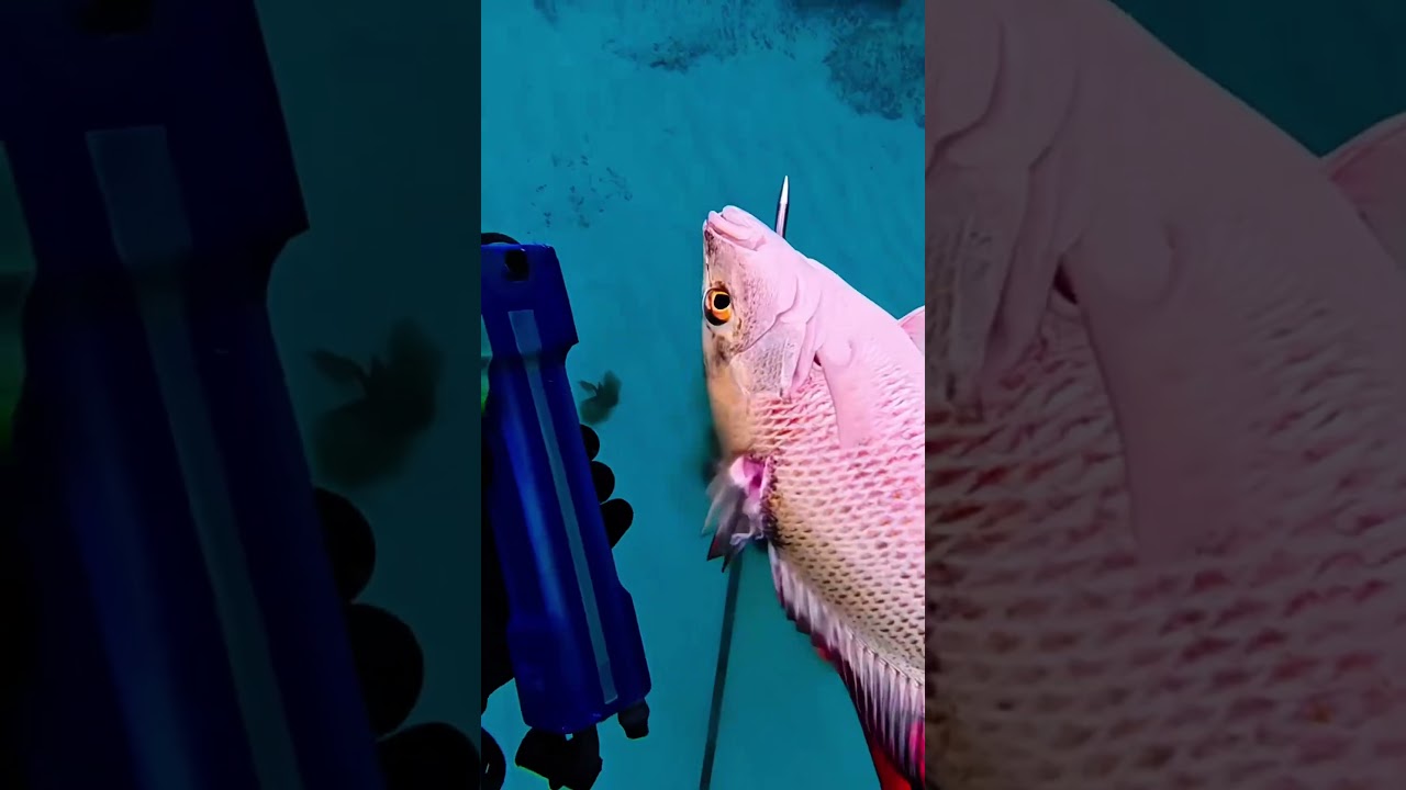 Hunting mangrove snapper using Hawaiian sling 