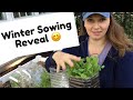 🌱 Winter Sowing Containers Reveal ~ Planting Seedlings ~ Y Garden 🌱