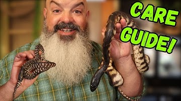 Verzorging van de zwartkoppython