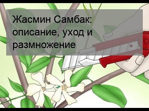 Жасмин Самбак: описание, уход и размножение