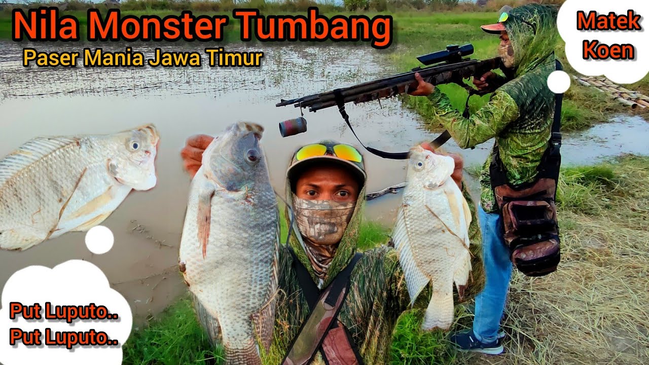 NEMBAK IKAN NILA MONSTER || Paser Mania Jawa Timur
