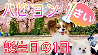 犬と行けるカフェ レストラン お台場 Youtube 犬と行けるカフェ レストラン お台場 Youtube