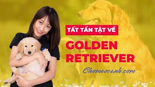 Chó Golden Retriever  Nguồn gốc, đặc điểm. Bảng giá chó Golden 2024, mua bán ở đâu? Chomeocanh.com