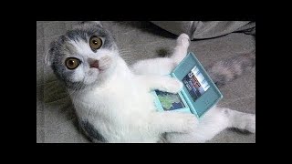 🌼🐝Cute Pets And Funny Animals Compilation🌼🐝