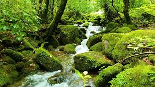El apacible sonido de un arroyo, el hermoso canto de los pájaros, los relajantes sonidos del bosque